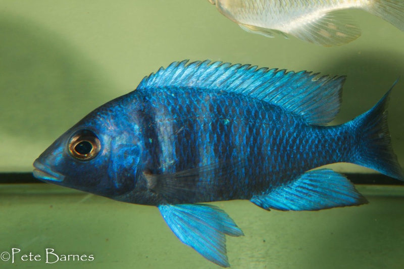 Placidochromis sp. 'phenochilus tanzania'